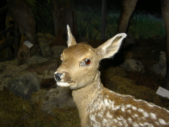 Värmlandsträffen I Borgvik 2009-05-09