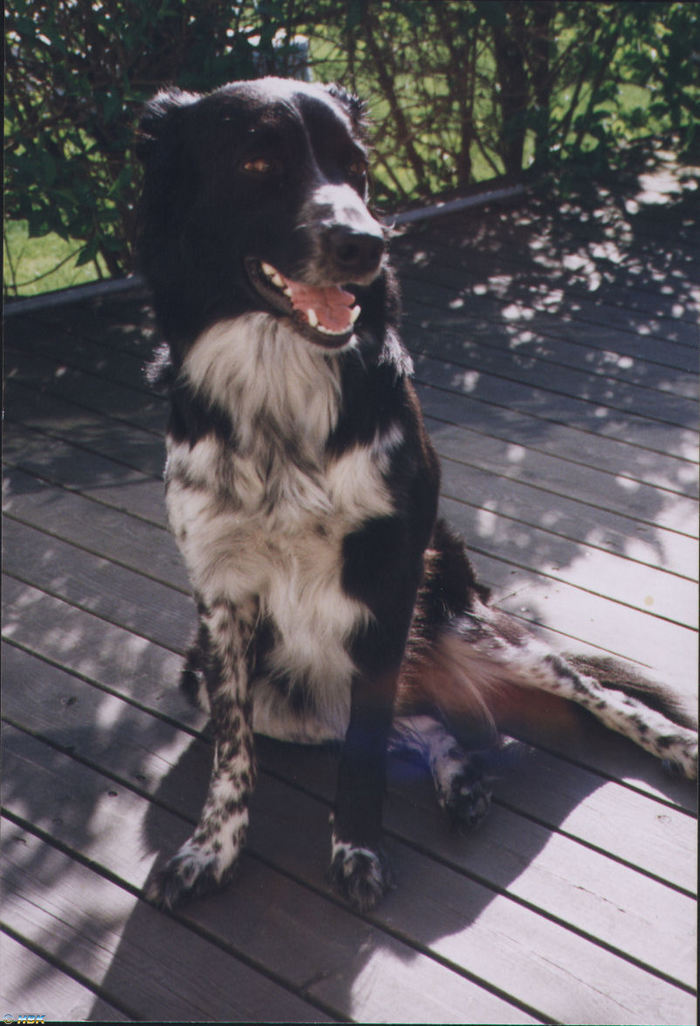 vår gamla hund ronja