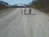 Vårresa Till Ritsem